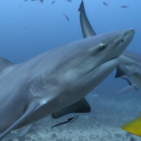 shawn mahoney bull shark fiji