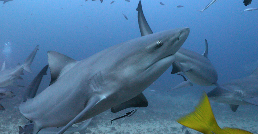 Scuba Diving with Bull Sharks in Fiji