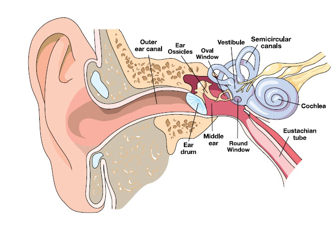 ear equalization for scuba divers ear diagram