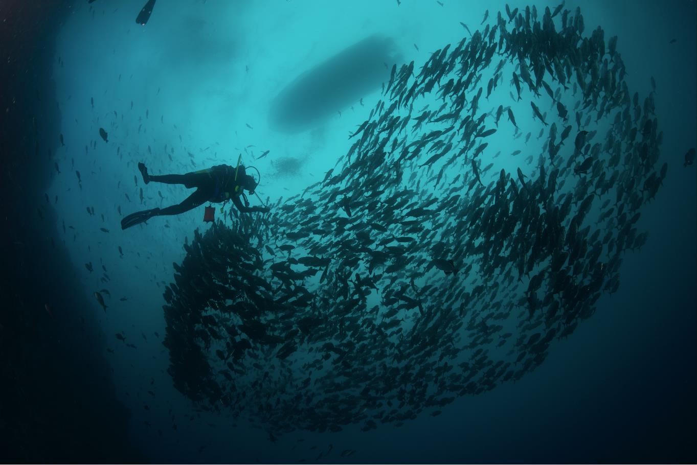 A diver explores a dive site near the occidental papagayo resort in Costa Rica