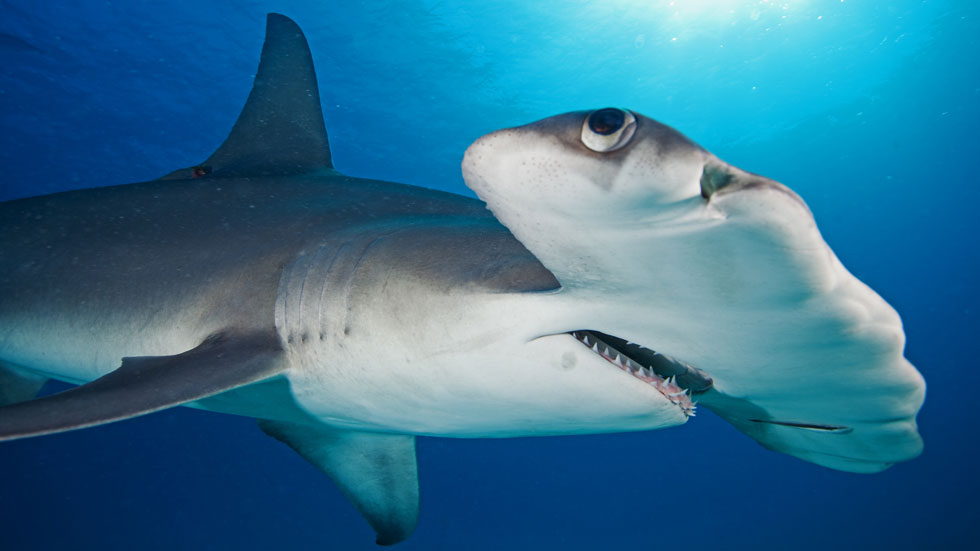 2 malpelo-hammerhead