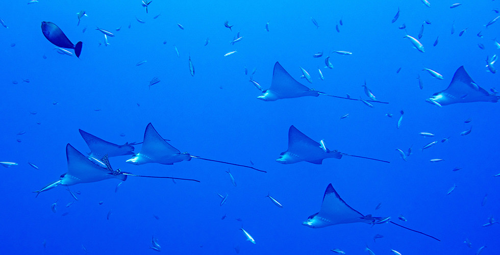 eagle-rays-diving-malpelo