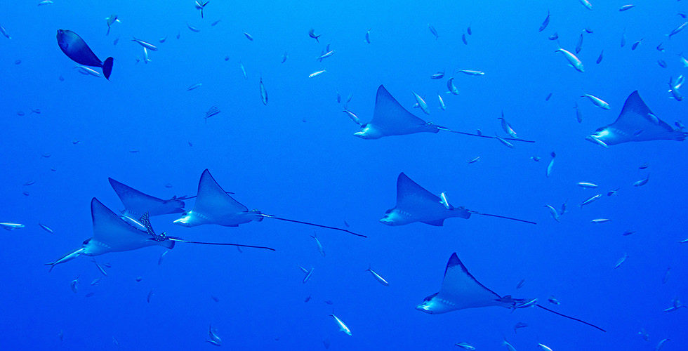 Eagle rays at Malpelo Island | Marine life in Colombia