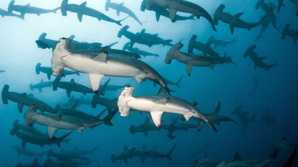 Hammerhead Shark School