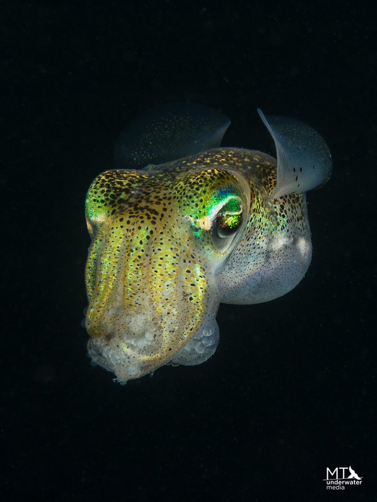 Hawaiian bobtail squid in blackwater