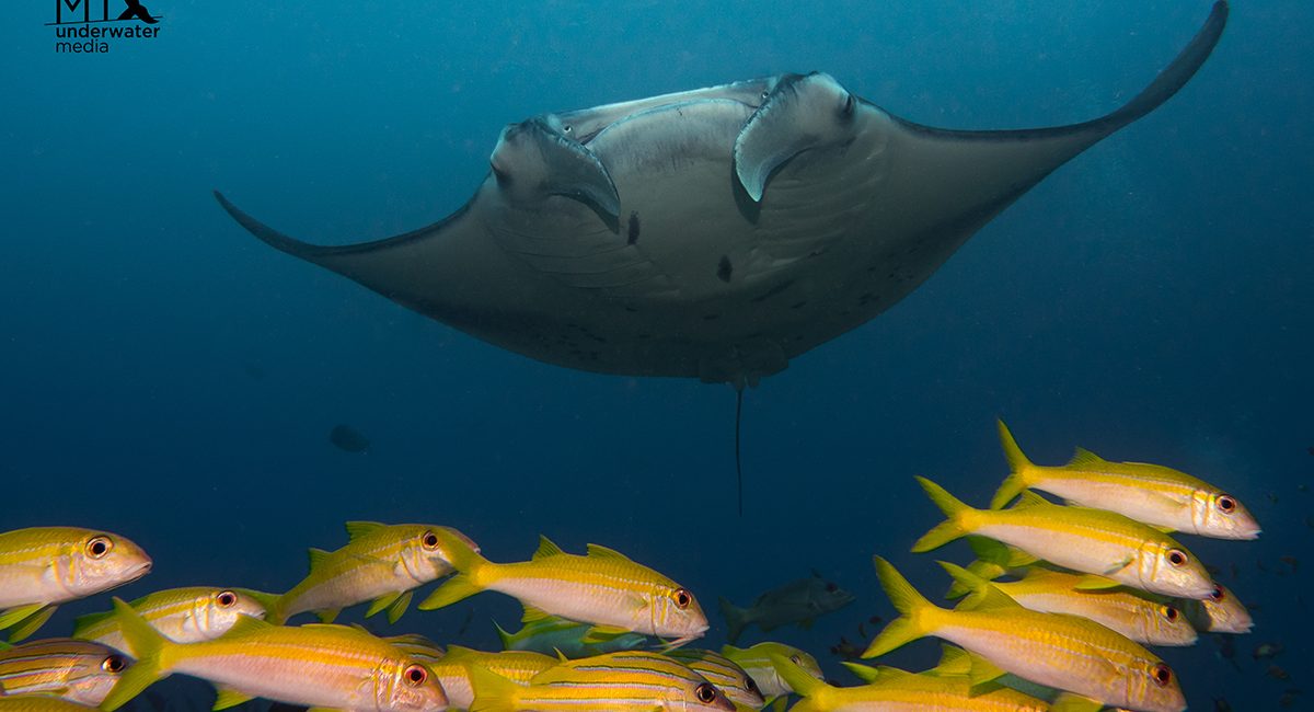 Five Tips For Getting Started With Underwater Photography