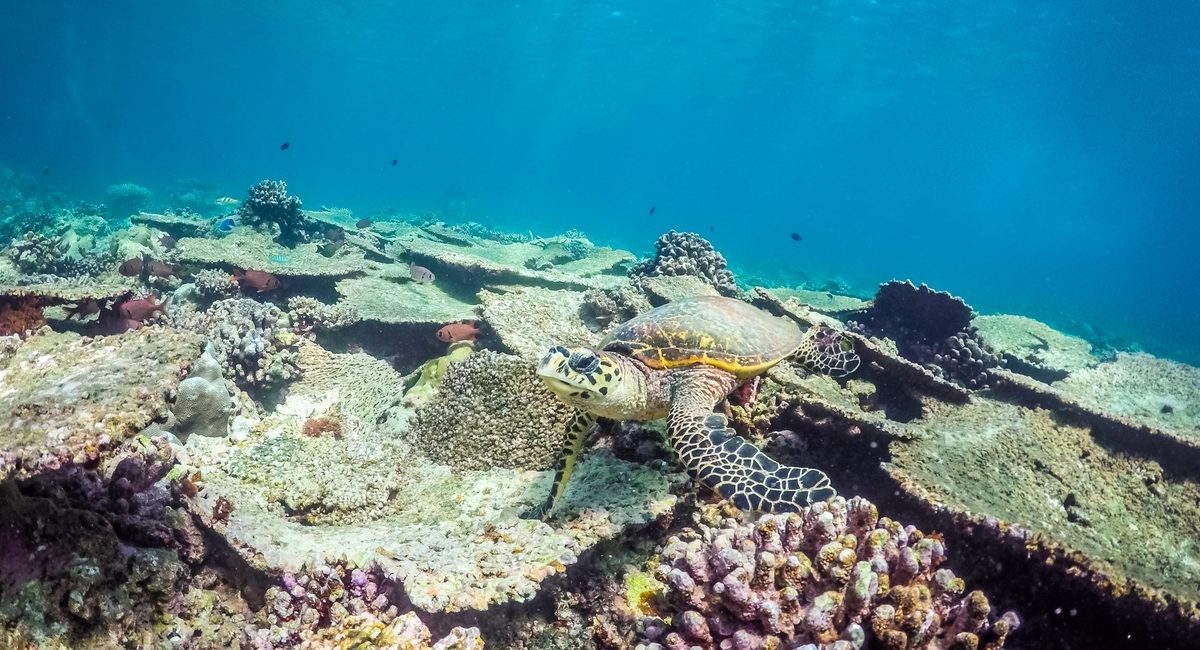 La Guida sostenibile allo snorkeling e alle immersioni con le tartarughe