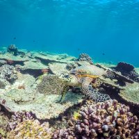 Diving with Turtles