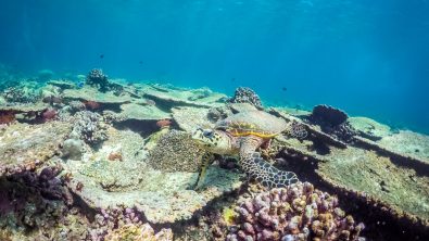 Diving with Turtles
