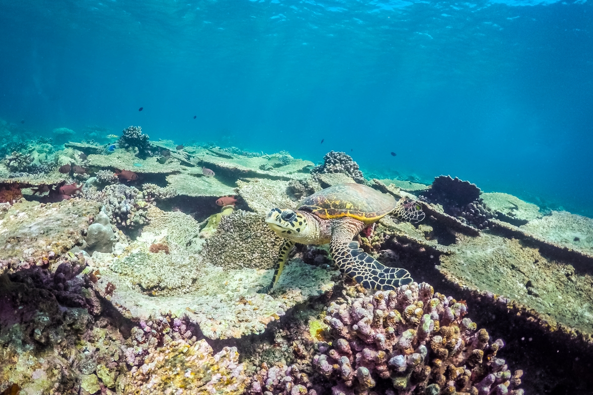 Diving with Turtles