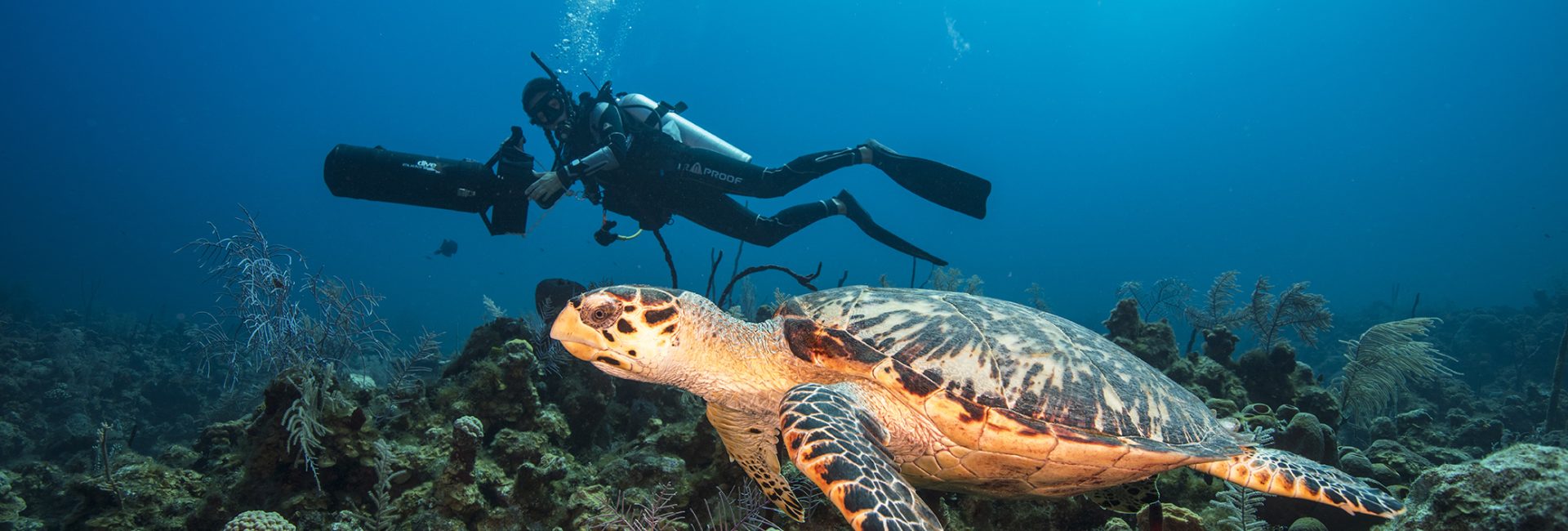 The Sustainable Guide to Snorkeling and Diving with Turtles