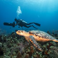 Respectfully diving with turtles