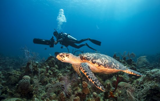 Respectfully diving with turtles