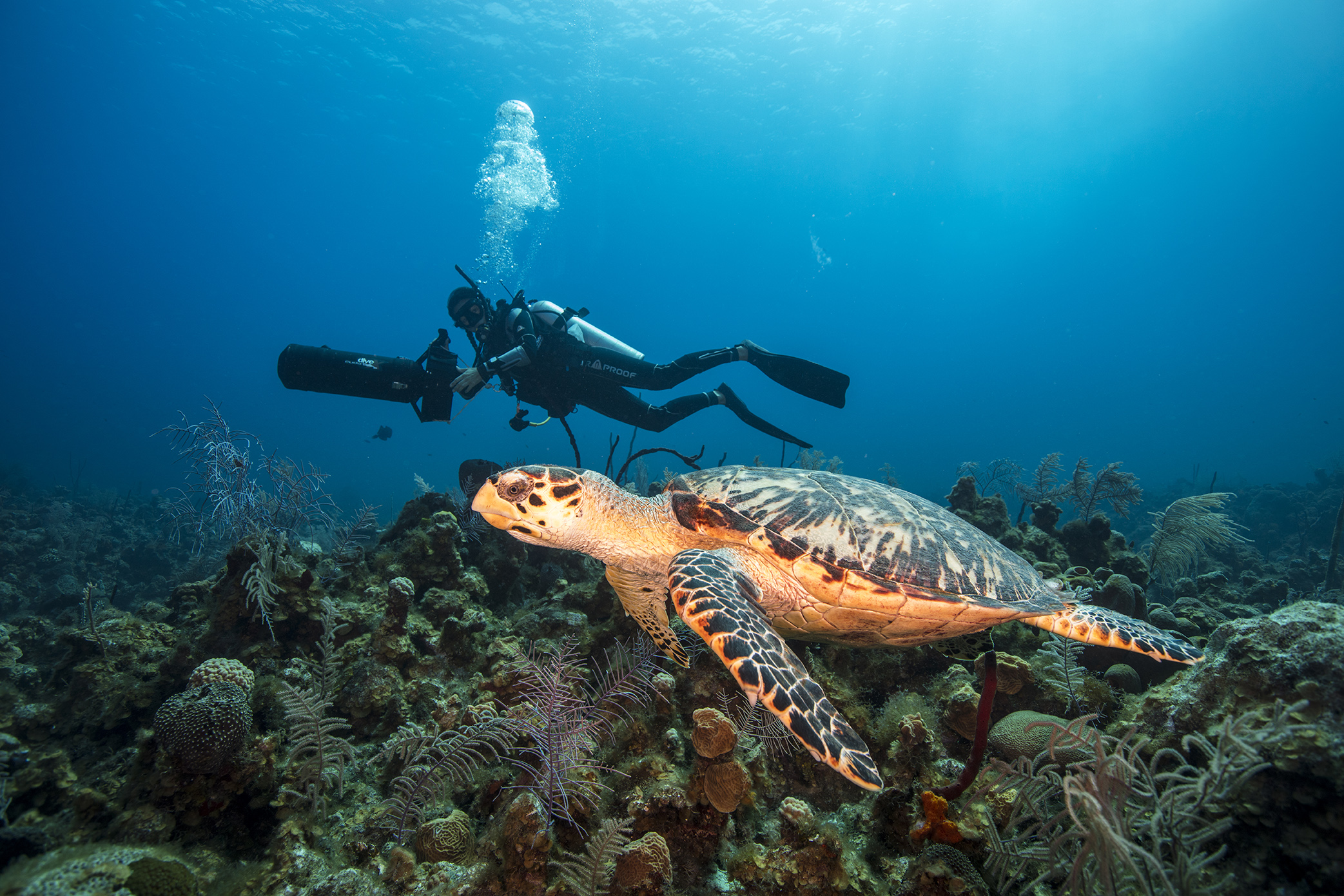 Respectfully diving with turtles