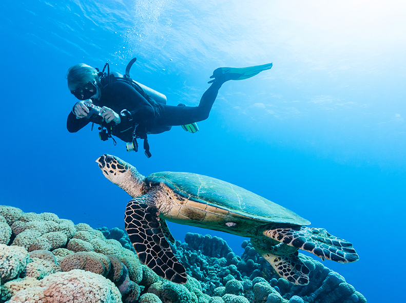 Taking photos when diving with turtles