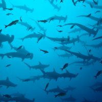 hammerhead-shark-school--1-