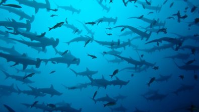 hammerhead-shark-school--1-