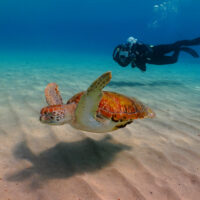 scuba diving with a green sea turtle in colombia