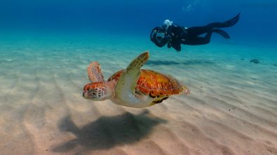 scuba diving with a green sea turtle in colombia