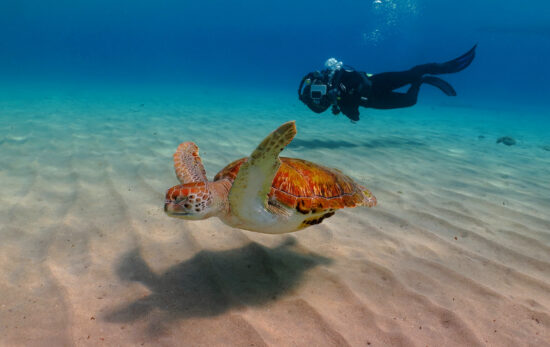 scuba diving with a green sea turtle in colombia