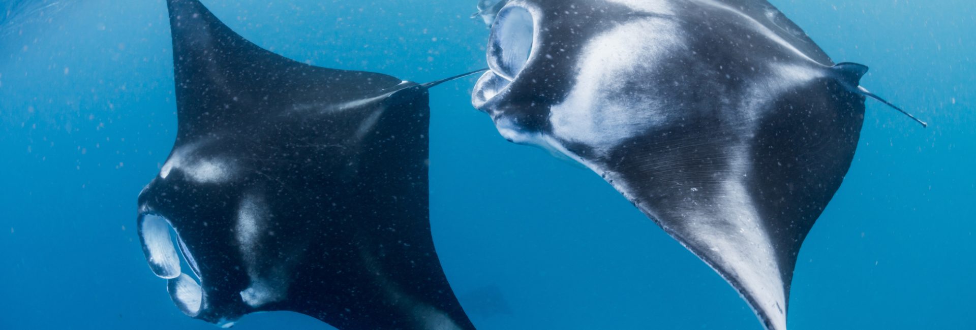 Baa Atoll: The Largest Manta Ray Aggregation in the World
