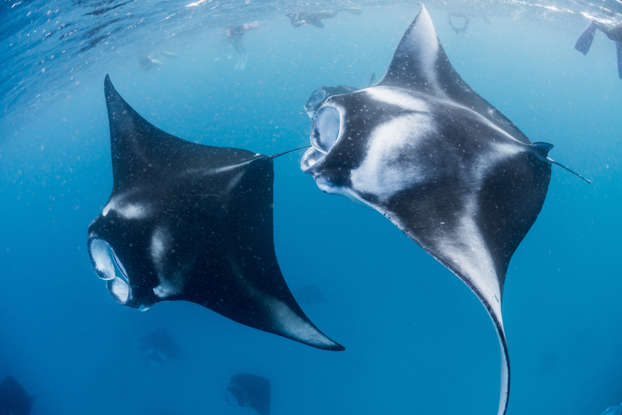 manta ray dive big island