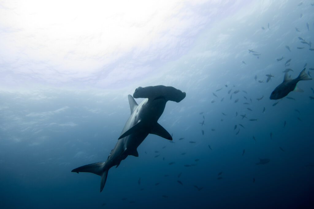 a hammerhead shark in malpelo, colombia