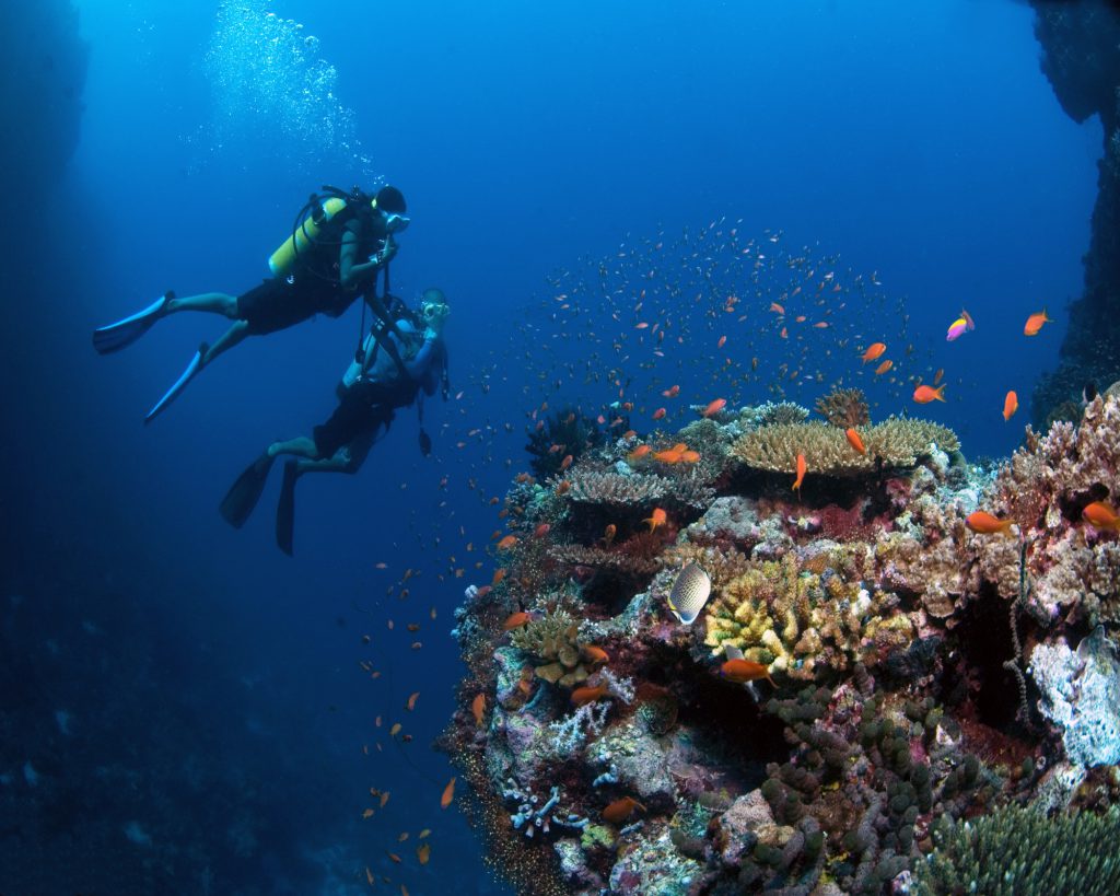 Baa Atoll: The Largest Manta Ray Aggregation in the World