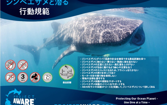 whale shark code of conduct - Japanese