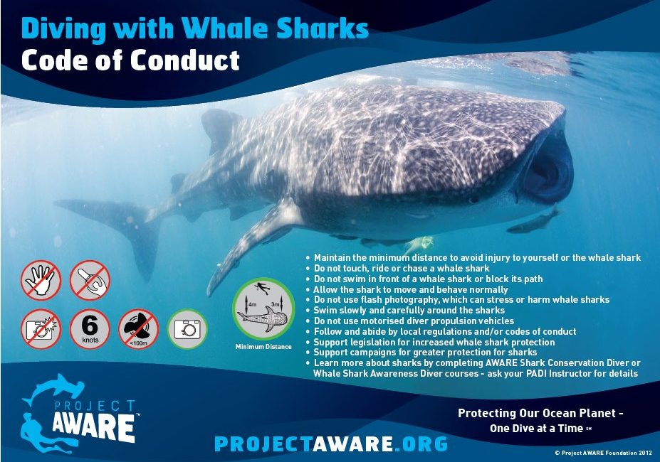 Riding a Whale Shark? Outrageous and Unacceptable!