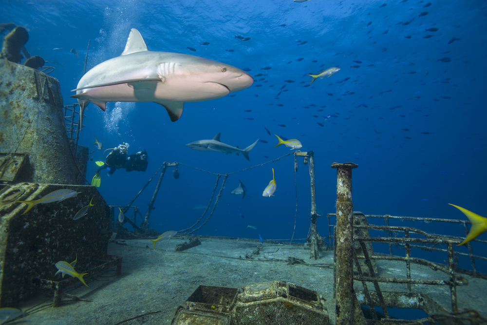 marine life interactions