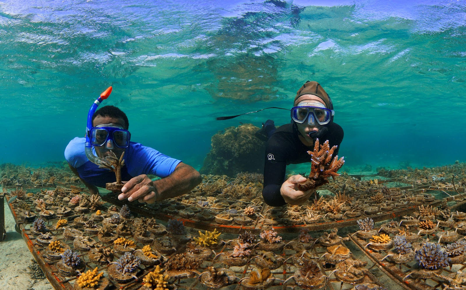 Freedivers coral gardening