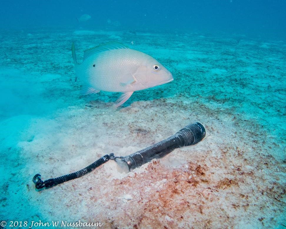 An underwater torch lying on the sandy sea floor