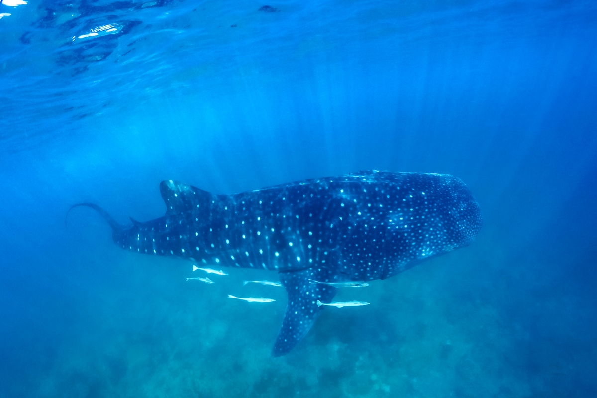 Whale Sharks in the Maldives