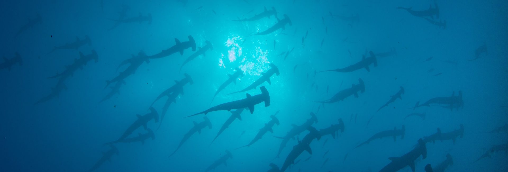 Mission Blue Hope Spot: Malpelo Island, Colombia