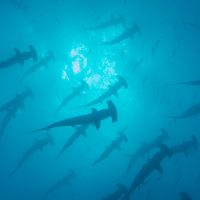 Malpelo Photo - Grant M Henderson