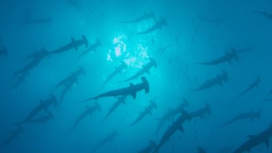 Malpelo Photo - Grant M Henderson