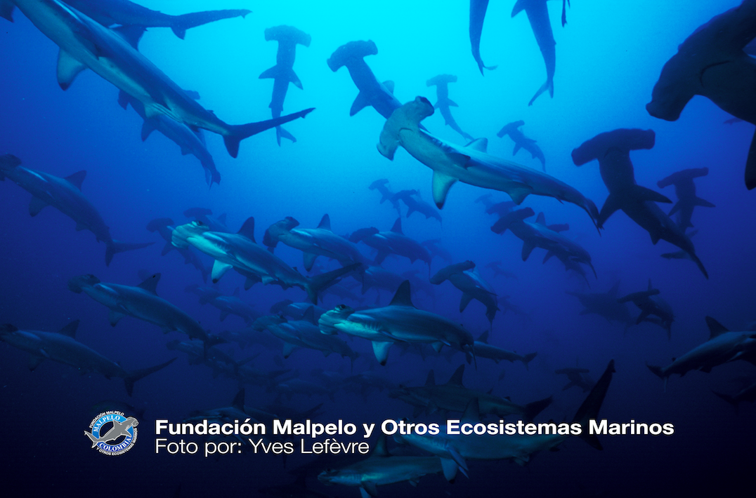 Malpelo - Mission Blue - Photo: Yves Lefevre