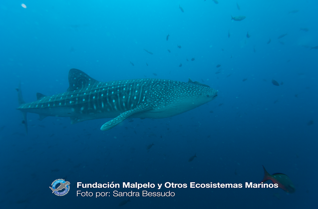 Malpelo - Mission Blue - Photo: Sandra Bessudo