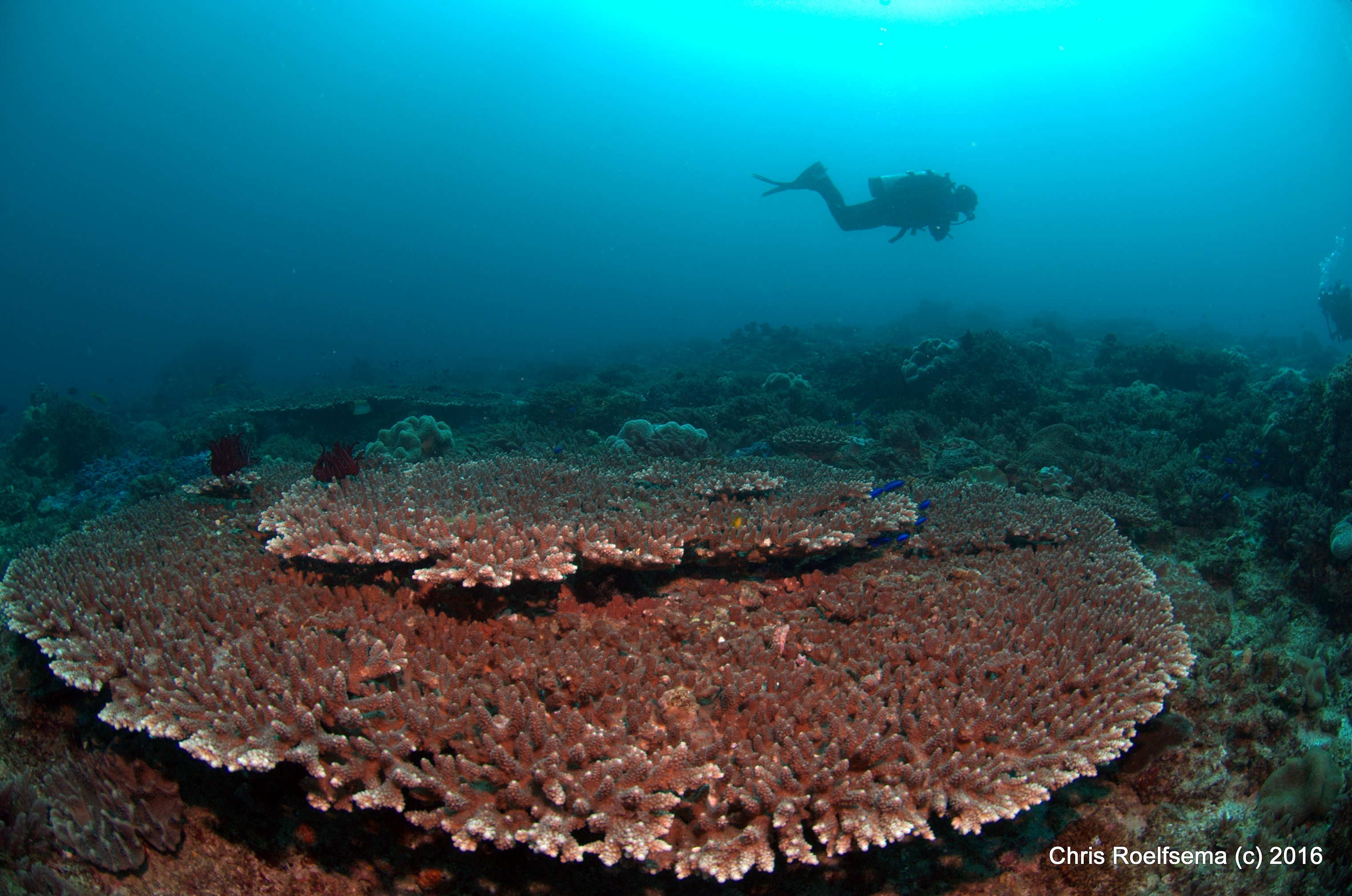 Moreton Bay Hope Spot Coral - Photo By Chris Roelfsema