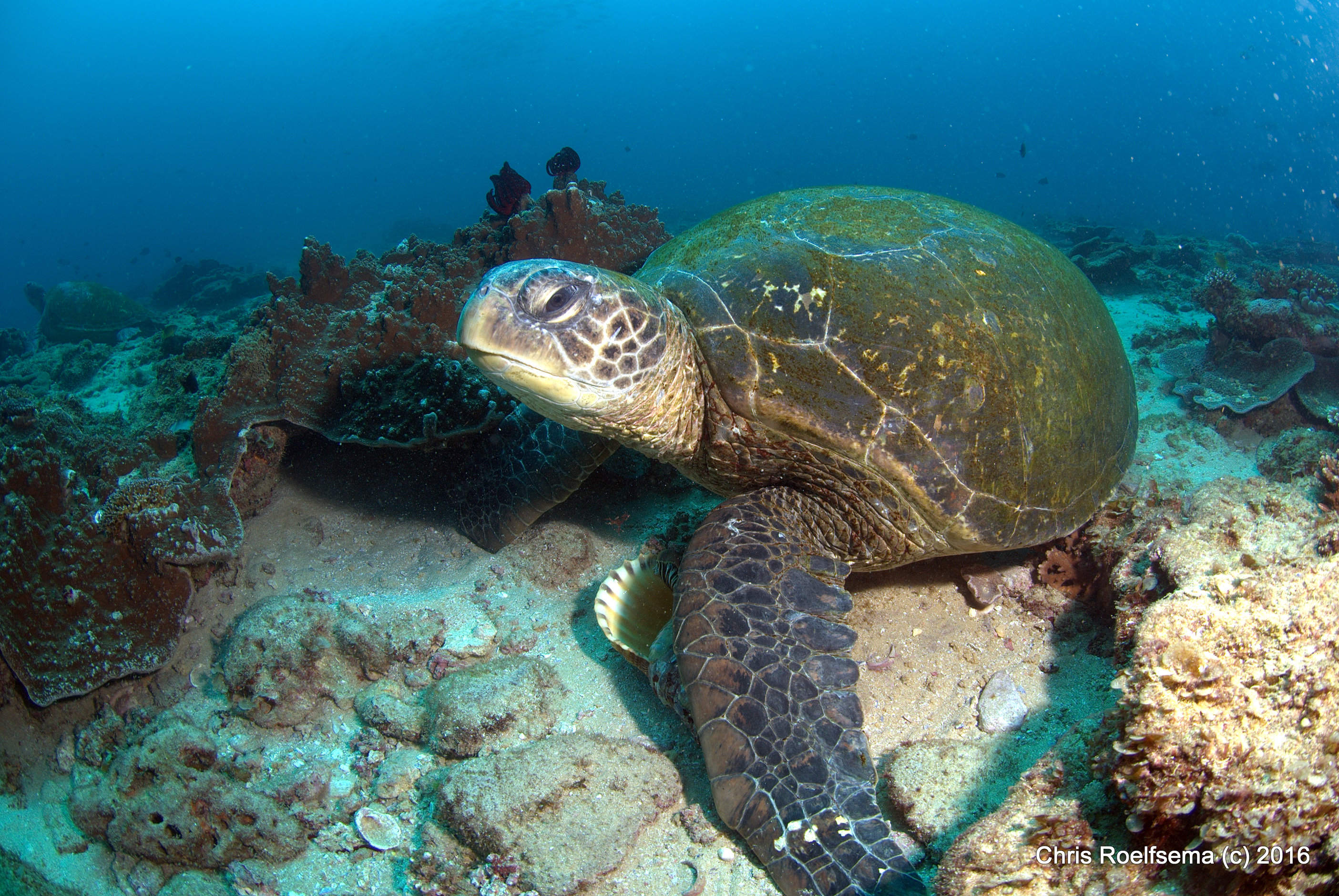 Moreton Bay Hope Spot Sea Turtle - Photo By Chris Roelfsema