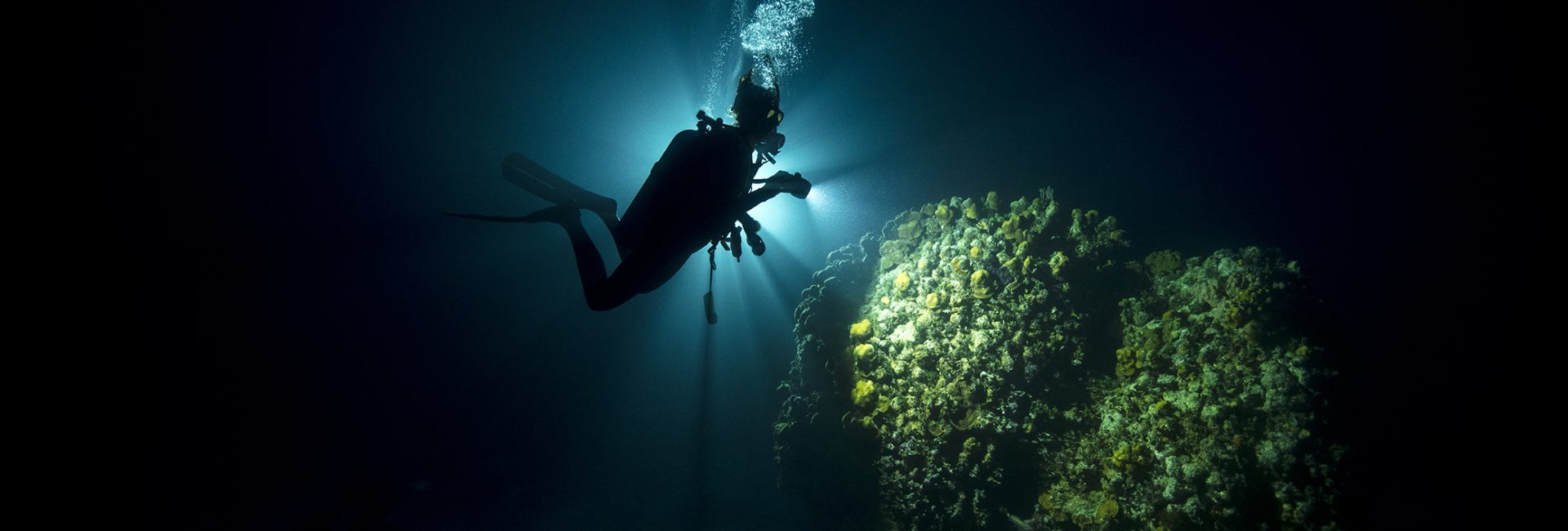 Specialty Courses for Budding Conservationists