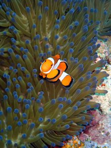 Gili Islands - Clownfish