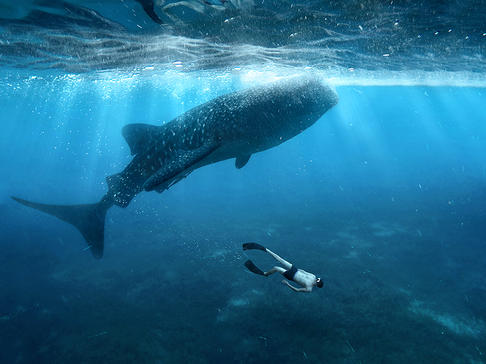 Whale Shark Conservation & Diving