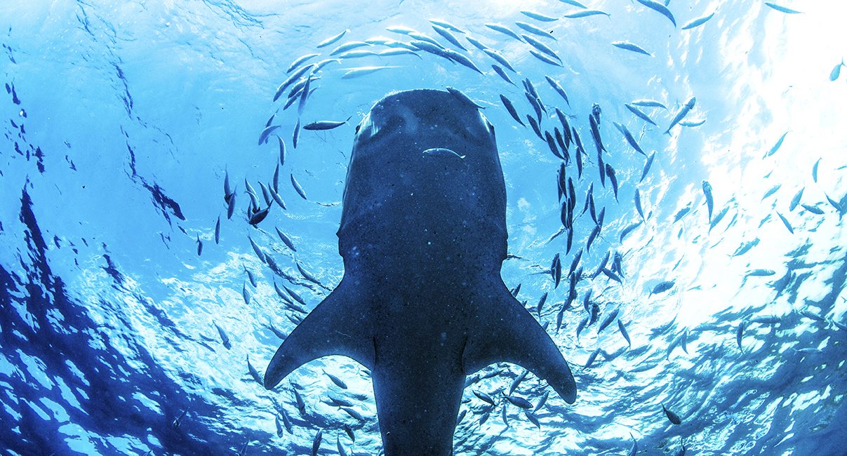 6 Tips for Whale Shark Conservation