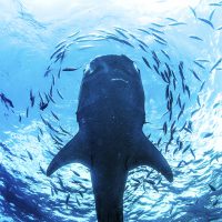 Whale shark silhouette
