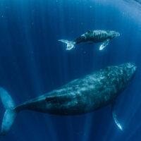 two whales swim underwater