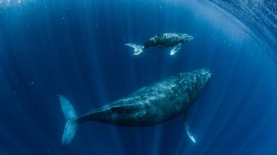 two whales swim underwater
