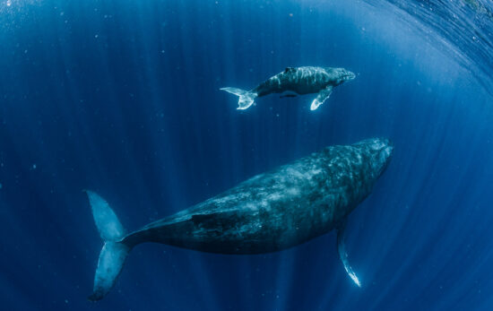 two whales swim underwater