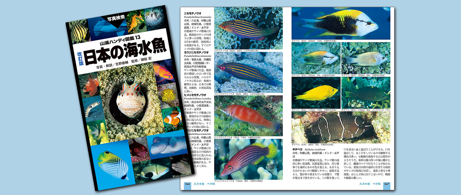 人気の海水魚図鑑「山溪ハンディ図鑑 日本の海水魚」改訂版が発売 